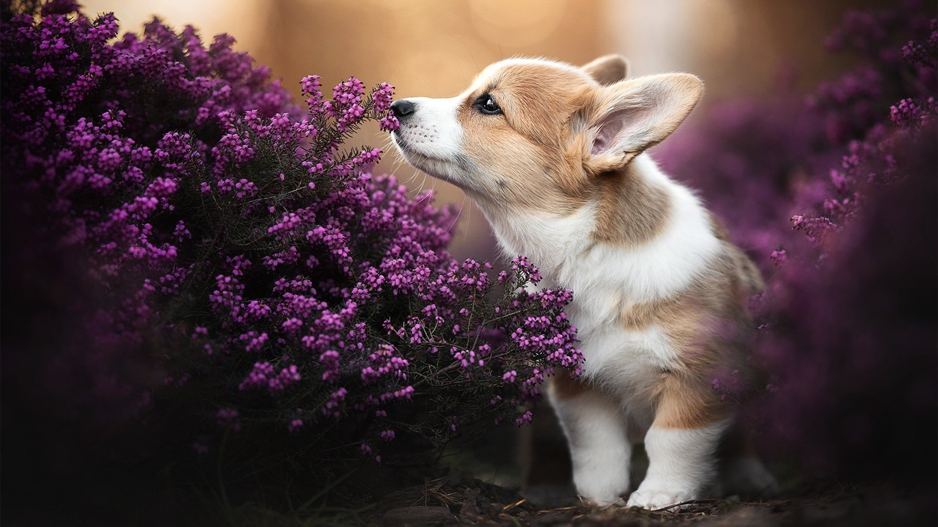 篮球运动员个性化训练负荷监控技术研究,篮球运动员运动负荷量度
