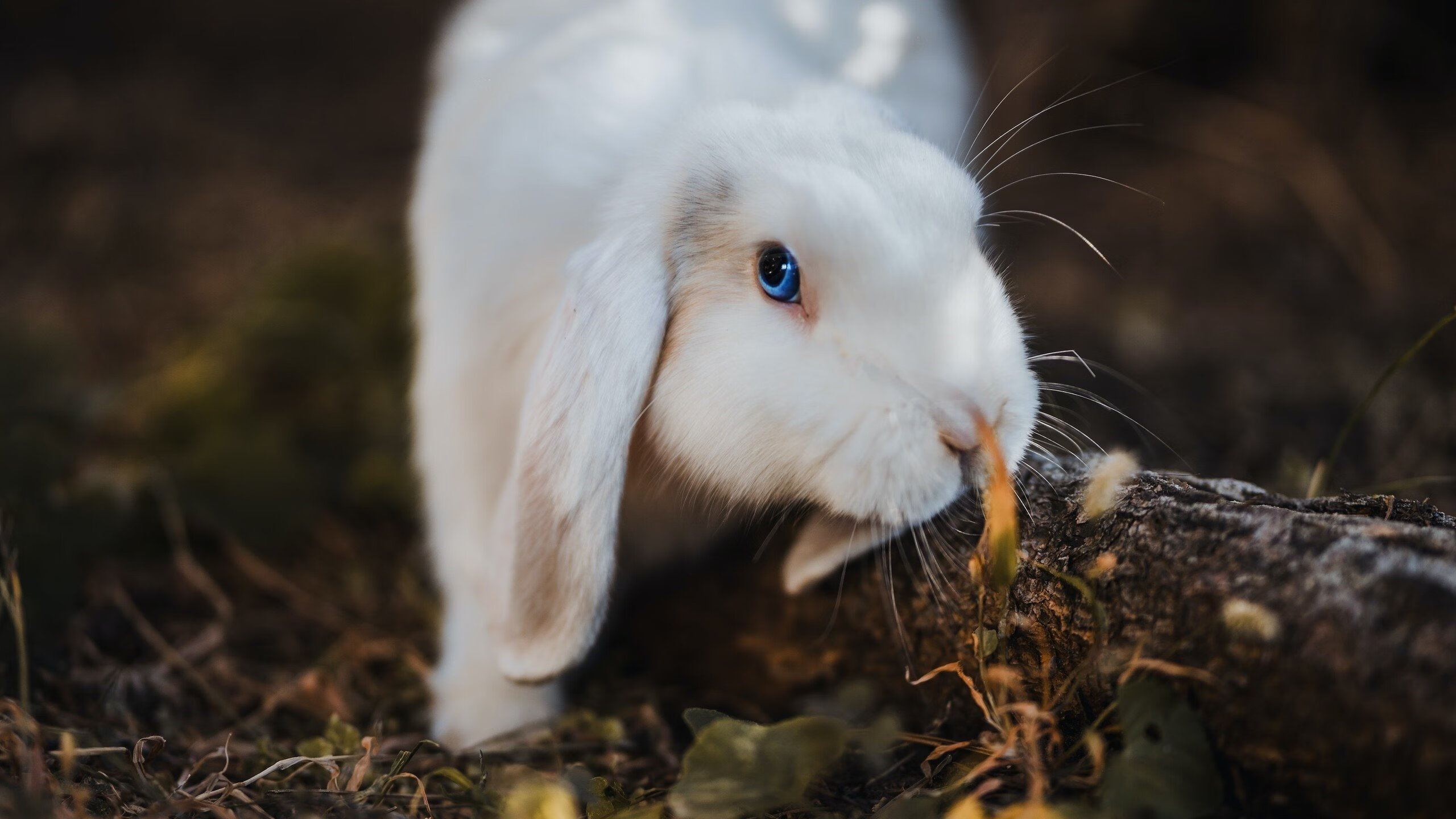 体育新闻中心上线智能体育赛事虚拟现实直播系统，智能体育运动平台