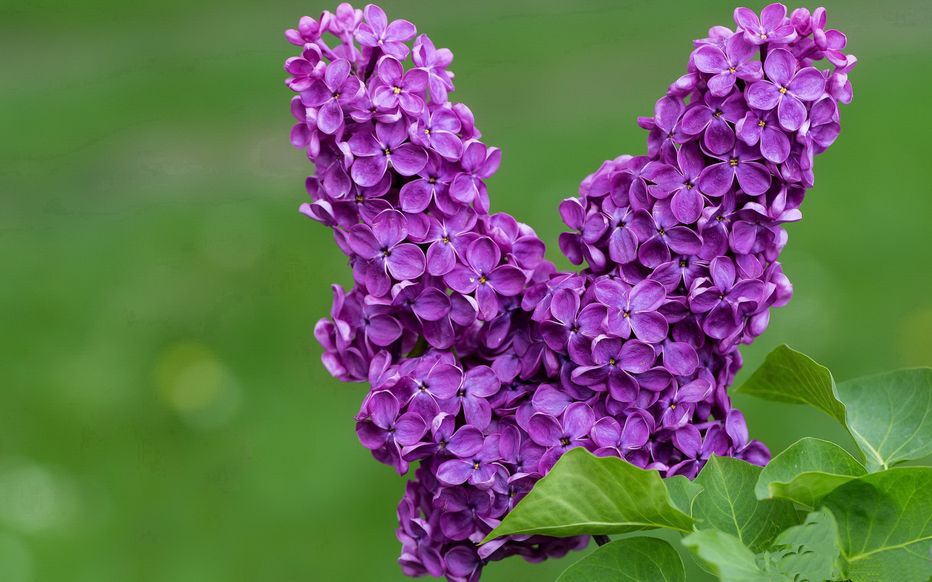 勒沃库森双边突破牵扯对手防线，勒沃库森二队