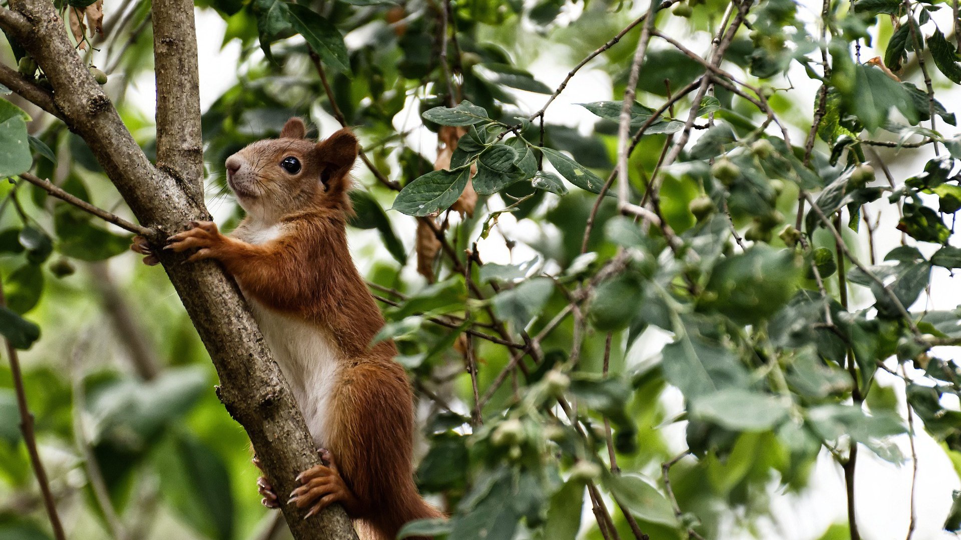 球队控球率与射门效率是否成正比关联,球队控球率与射门效率是否成正比关联