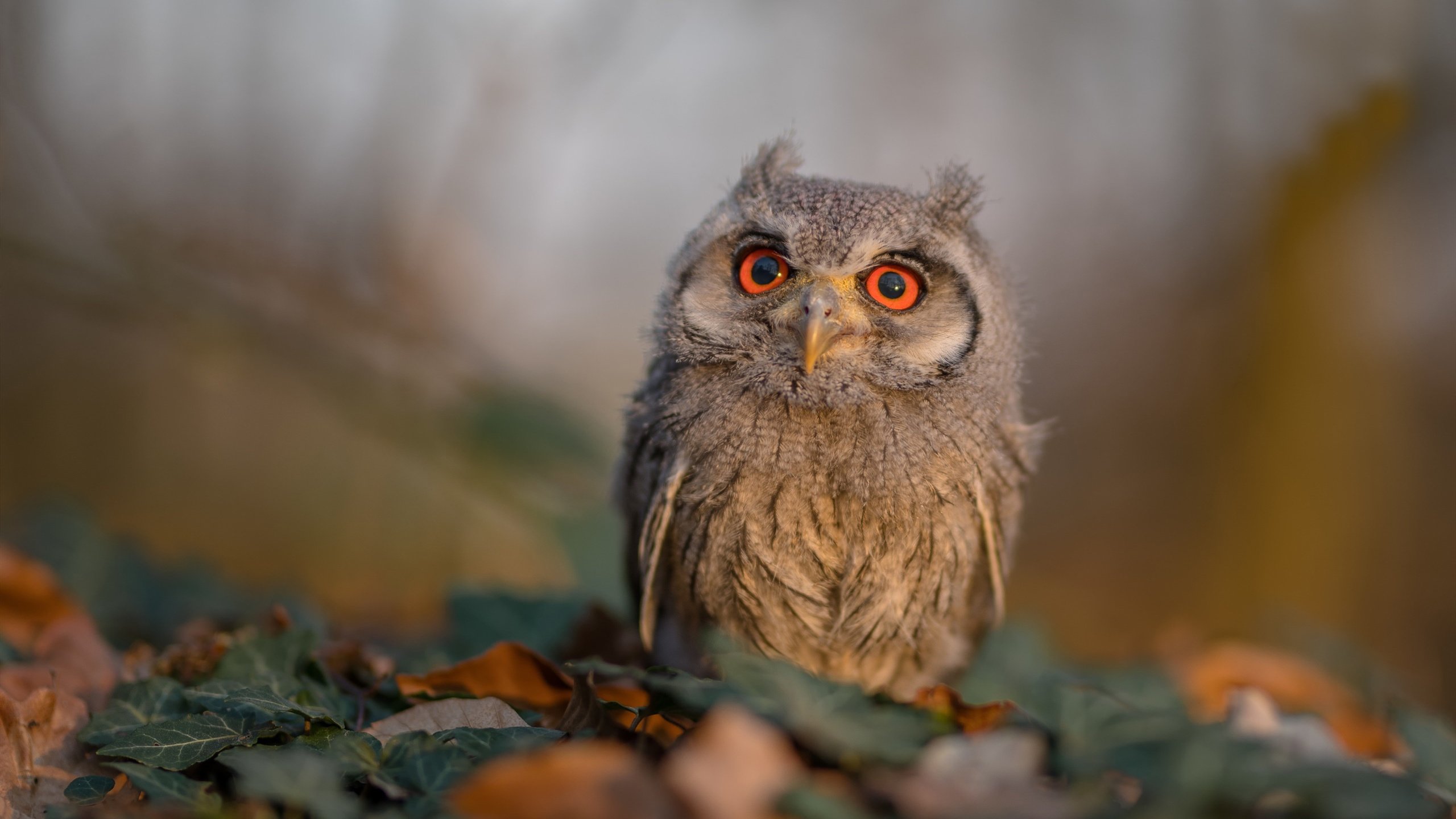 开云APP-运动员休息与恢复机制标准化执行，运动员休息与恢复机制标准化执行指南