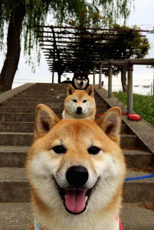 国家短道速滑队发布换帅声明及未来训练安排，国家短道速滑运动员