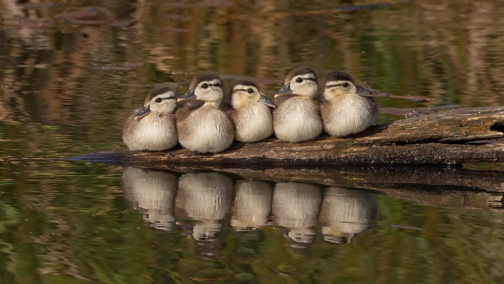 kaiyun开云·官方网站-塞尔·拉恩：全黑队外线的“终结者”，突破与得分无缝对接