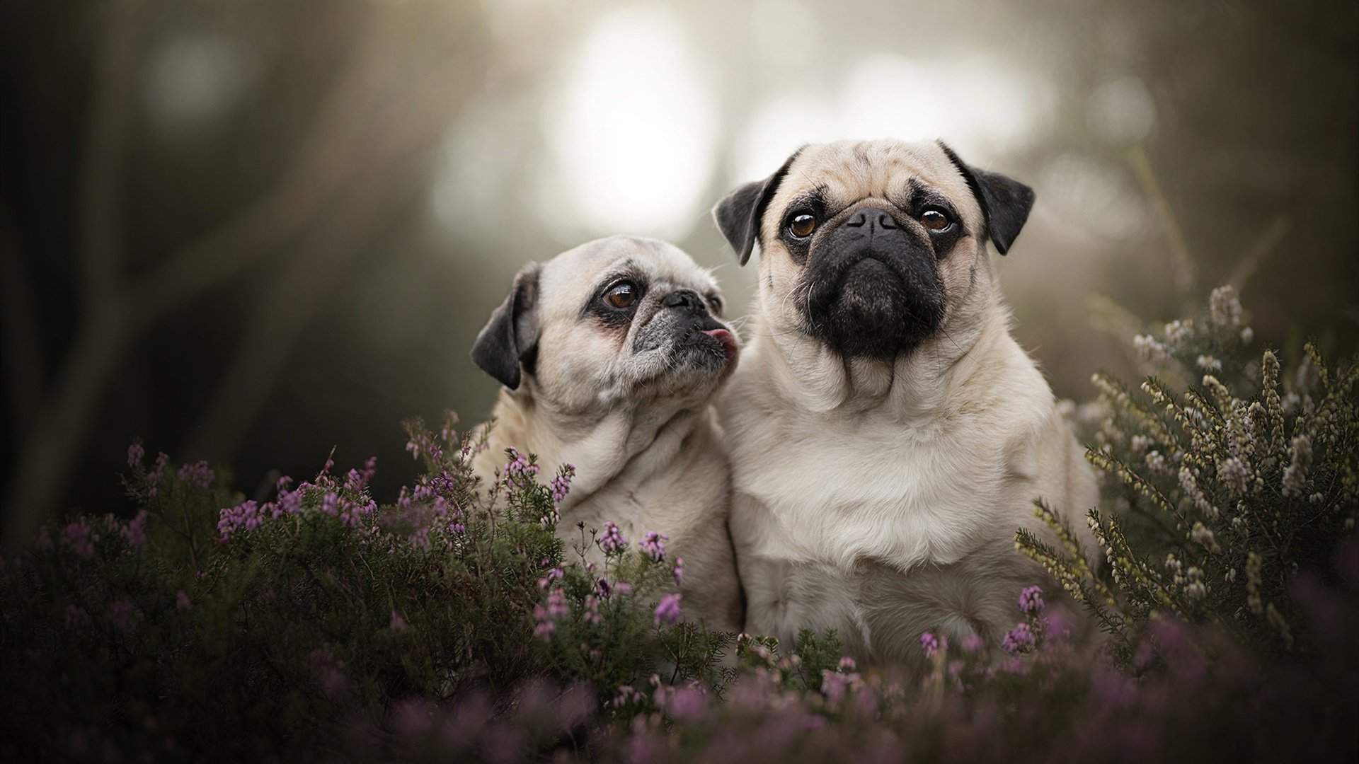 帕特森凭借出色战术执行力,成为袋鼠队核心球员,袋鼠和泰森谁厉害