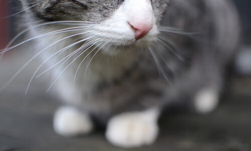 未来足球场馆实现全环节智能化管理，提升行业科技水平，足球场管理与服务方案