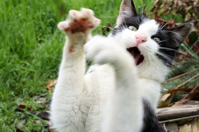 开云官网APP下载-杨瀚森入选NBA首轮刷新中国男篮球员选秀历史新纪录，nba中国男篮球员名单