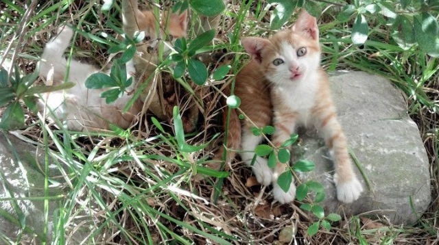 kaiyun登录入口-法国橄榄球新兴力量崛起，能否击败世界顶级球队？，法国橄榄球大片