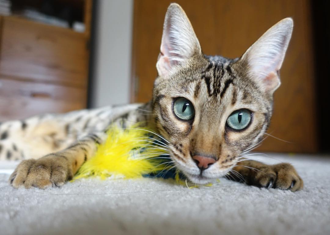 kaiyun体育app-波尔曼迅捷的反应速度与精准传球，帮助袋鼠队稳占上风，波尔曼休闲会所怎么样