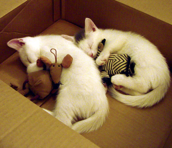 澳大利亚橄榄球赛事吸引全球观众，体育市场新机遇，澳大利亚橄榄球运动员