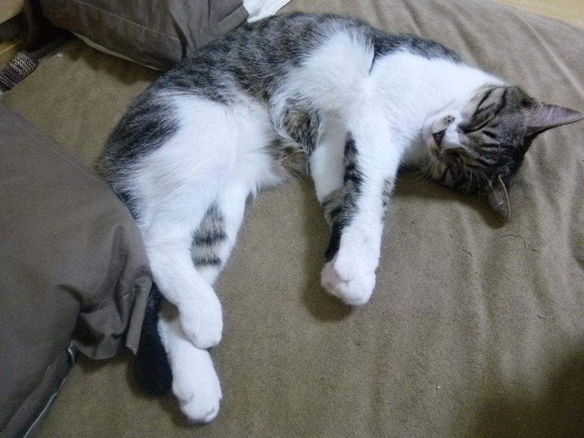 职业教练证书制度改革提升中国教练整体水平,职业级教练员