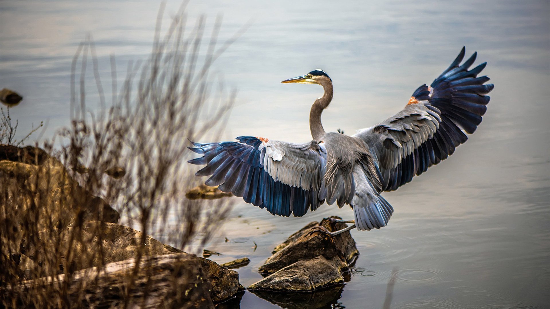 开云体育网页版入口-荷兰水球男队展现团队战斗力，荷球被称为荷兰式的篮球