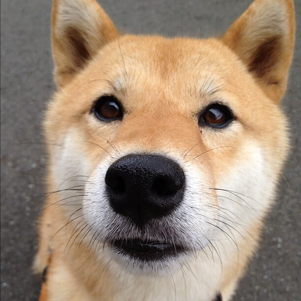 开云-赞比亚男篮在非洲预赛中奋勇追击，迈向荣耀舞台，赞比亚男子足球国家队